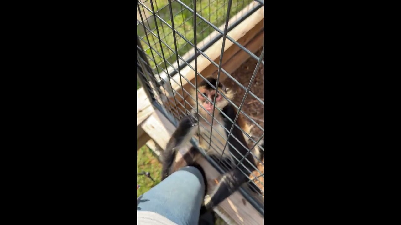 Affectionate Monkey Doesn't Want to Say Goodbye || ViralHog