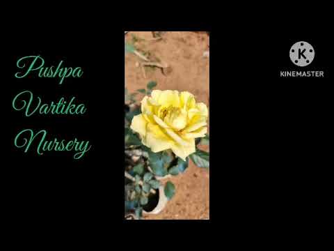 pushpa Vartika Nursery rose collection  promotion