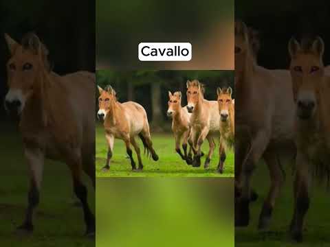 Come sarebbero gli animali con gli occhi davanti #animals #shorts