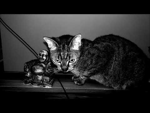 Sokerovsky Kaci  Snapin