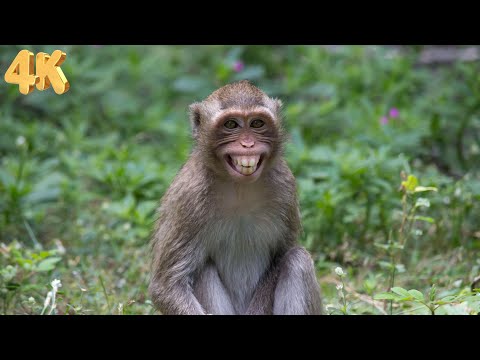 4K HDR Monkey Business - Life of Monkeys - Animal Documentary - Fun & Relaxing Music Video - No Talk