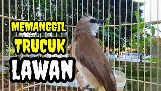 Download lagu Suara burung trucuk gacor memanggil lawan Pancingan trucuk betina memanggil jantan agar nyaut mp3 Download lagu Suara burung trucuk gacor memanggil lawan Pancingan trucuk betina memanggil jantan agar nyaut mp3