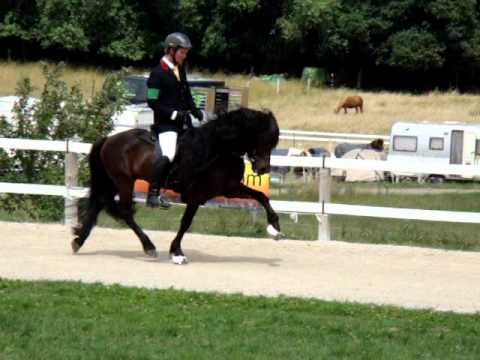 Blaer vom Birkenhof- Trab