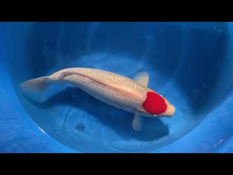 202110 SP-A427 Maruhiro Yonsai Ginrin Tancho 66 cm WYSIWYG