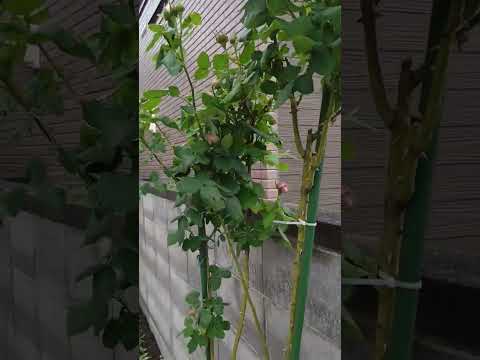 ディプラデニア・マンデビラの違いをいつ施肥するか 施肥 水やり