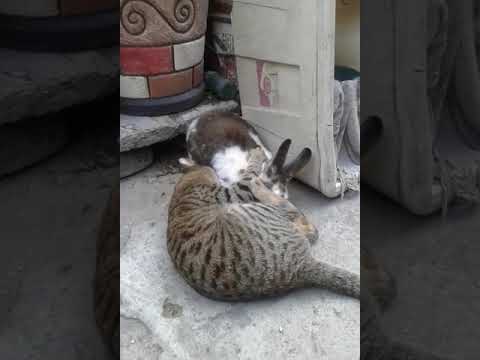 Mi gato Benedicto tortura a mi conejo Kiwi Tochtli Cuatuche