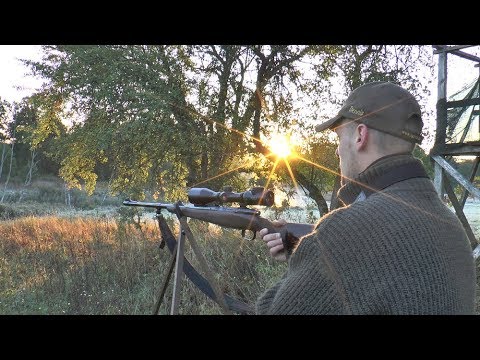 Erlegung am Moor - Sein erster Hirsch!