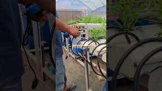 Download lagu Cara Pengecekan PH dan PPM Nutrisi Air Hidroponik #hidroponik #hydroponics mp3 Download lagu Cara Pengecekan PH dan PPM Nutrisi Air Hidroponik #hidroponik #hydroponics mp3