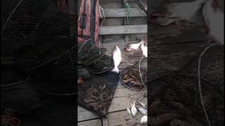 Download lagu Hasil Yg Lumayan || Salam Satu Arus #mancingmaniaindonesia mp3 Download lagu Hasil Yg Lumayan || Salam Satu Arus #mancingmaniaindonesia mp3