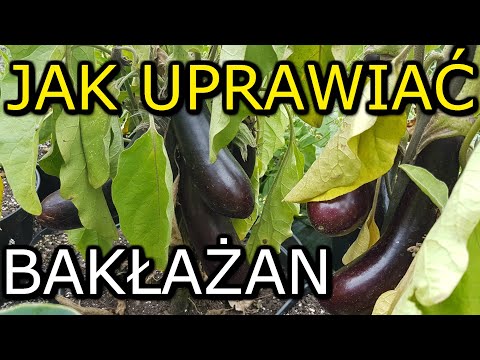 , title : 'Jak uprawiać Bakłażan | Uprawa Bakłażana KROK po KROKU'