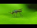 Long Legged Fly Feeding On A Prey Insect