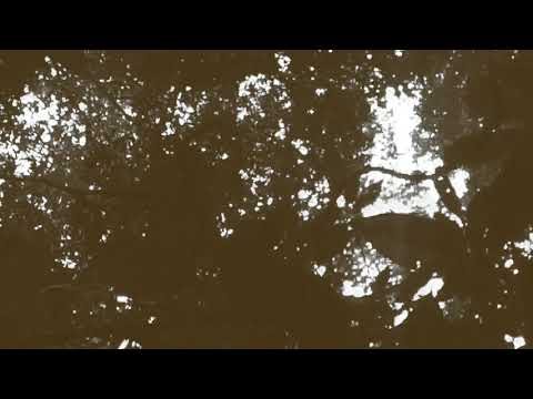 Duoscience - Salt Of The Earth [Tribe Of Dub]