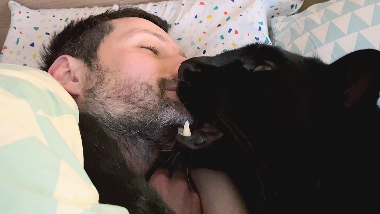 Luna the panther hunts Vovochka / Attack of the owls 😳(ENG SUB)