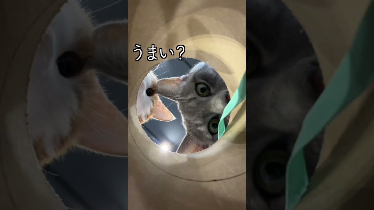 覗き込む兄弟猫のやり取りが可愛すぎる！#まりもとまる #ねこ #cat #ネコ #保護猫 #猫のいる暮らし #兄弟 #猫