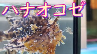 台風後に出会った子の紹介♬　台風のあとって・・・ロマンがあるよね♪