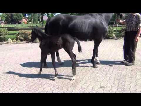 royal classic - dancier