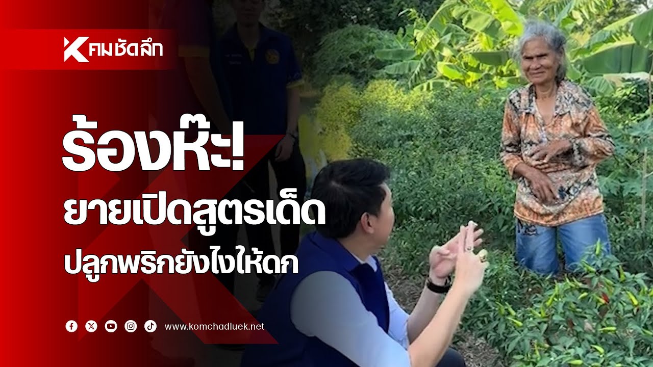 ร้องห๊ะ! ยายเปิดสูตรเด็ด ปลูกพริกยังไงให้ดก