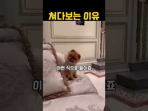 개들이 쳐다보는 이유 ㄷㄷ