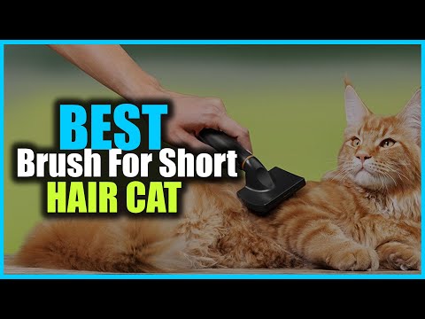 Best Brushes for Short Hair Cat in 2022 - Top 7 Brushes for Short Hair Cat Review