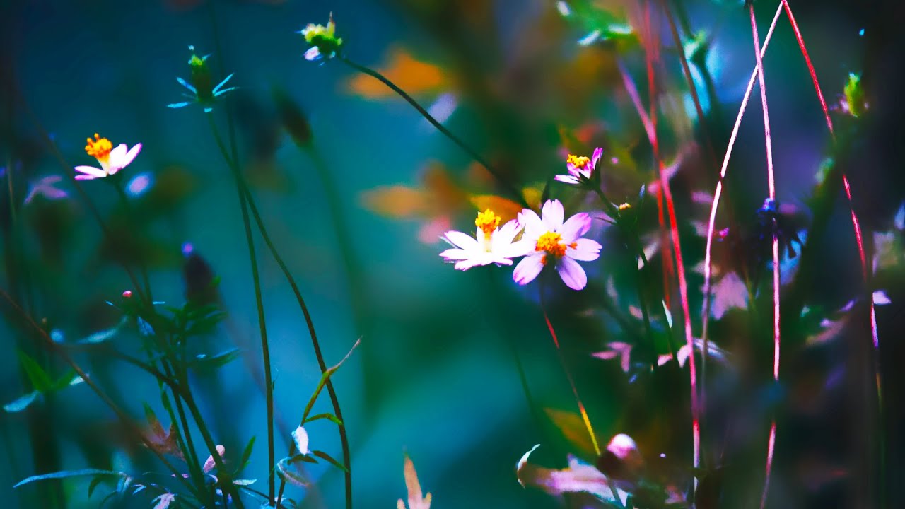 Renew Your Mind and Trust in GOD - He Will Solve Your Problems | CS Lewis