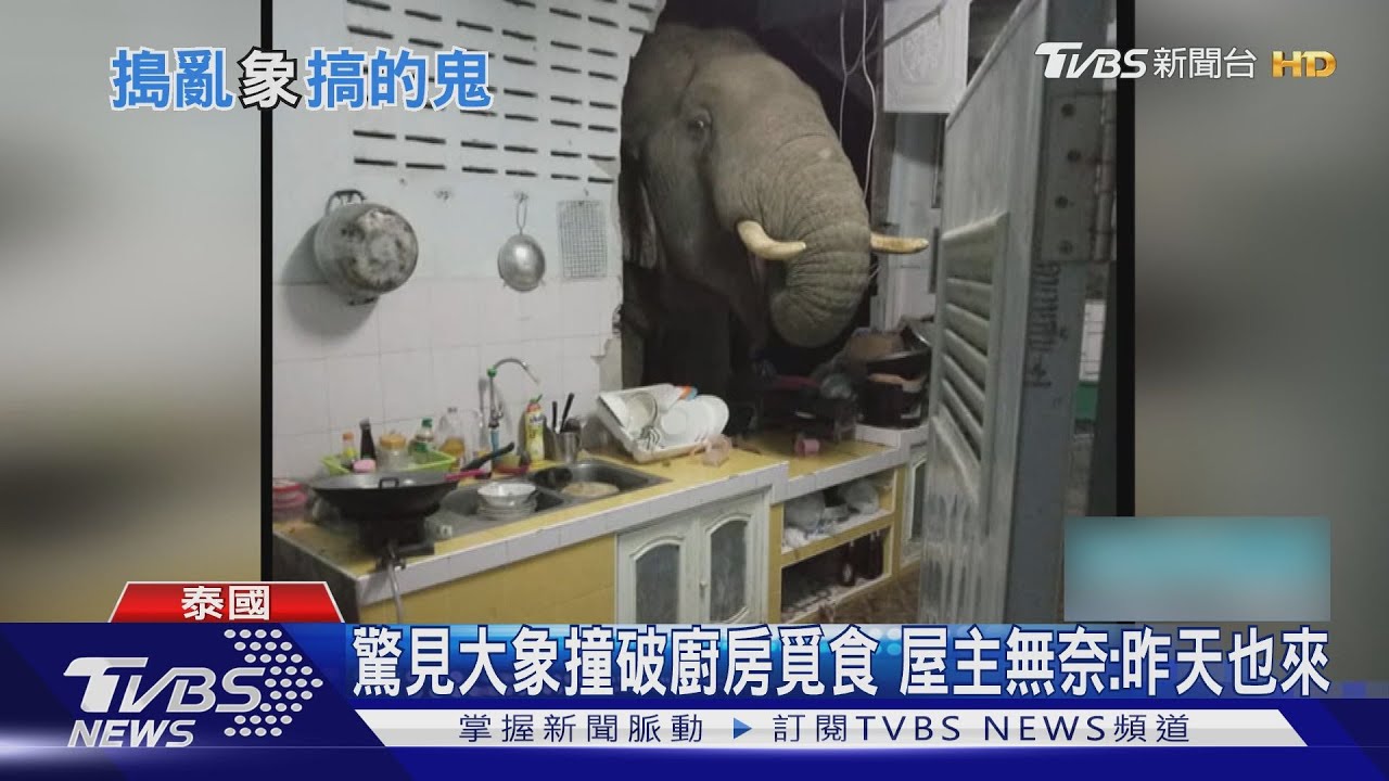 驚見大象撞破廚房覓食 屋主無奈:昨天也來