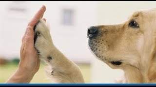 Cachorros abandonados (Parte II) (IMAGENS IMPACTANTES!!!)