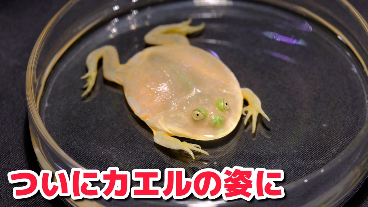 【珍奇】バジェットガエルがついに完全にカエルの姿に！！！