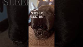 【モントリオール】 When Your Pug Has Other Plans 😅 #パグ
