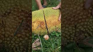 Download lagu Jackfruit cutting mp3