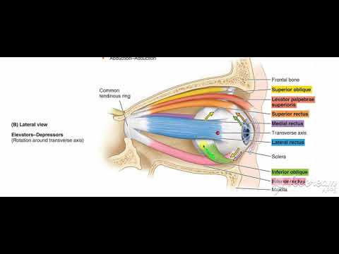 Extrinisic muscles action 5