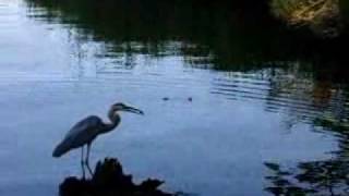 preview picture of video 'A Blue Heron Catching Fish on Upper Broad Creek'