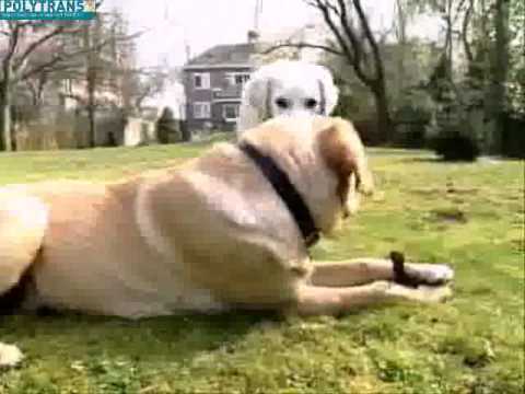 comment poser une cloture anti fugue pour chien