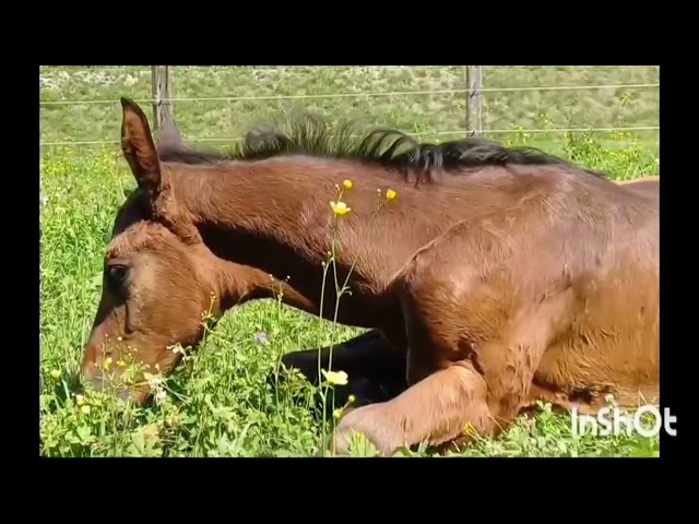 Puledro linea Salto ostacoli 