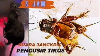 Download lagu Suara Jangkrik Pengusir Tikus mp3