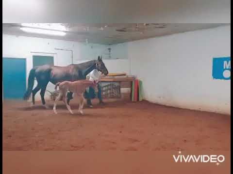 Hengstfohlen von Total Hope x Blickpunkt, Donnerball, Quattro B