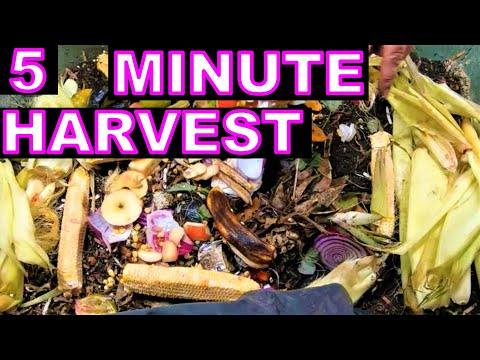 Huge Worm Casting Harvest and African Night Crawler Feeding