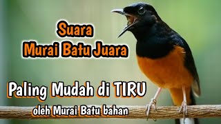 Download lagu Suara Kicau Burung Murai Batu Juara mp3 Download lagu Suara Kicau Burung Murai Batu Juara mp3
