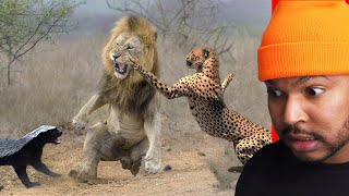 The 10 Most Aggressive Animals in the World