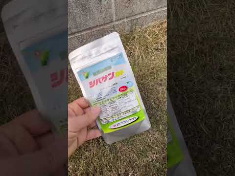 庭で最も一般的な雑草をどのように見分けるか?  庭園