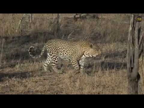 SouthAfricaDjChiTorAMsafariLIVE 7 Oct 2018 Tingana and Avoca male lion