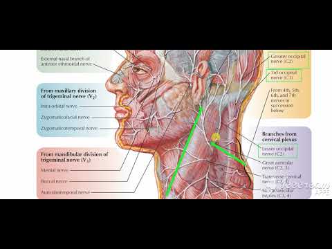 Neck cutaneous nerves 2