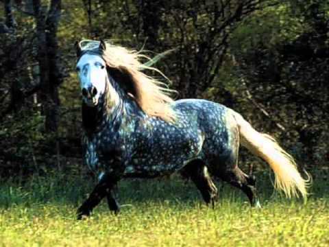 Carlos Ramon Fernandez - El tordillo de la historia