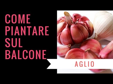 Se il mal di testa nel collo e del collo Brace brace il buy ginocchio