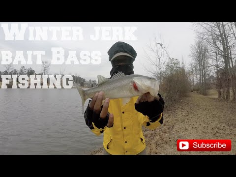 HUGE Winter Bass Fishing W/ Jerk Baits !