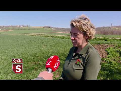 Stanje pšenice i zaštita