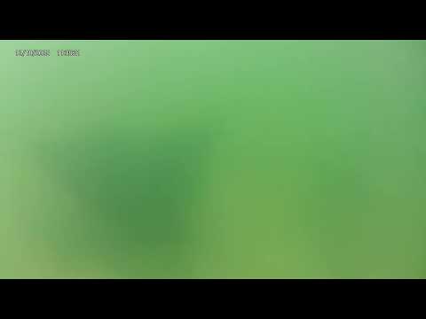 Manta rays on Tortuga Bay Beach - Santa Cruz, Galapagos 