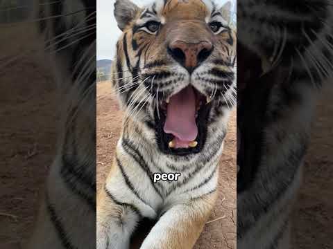 Nunca Dejes Que Un Tigre Te Lama