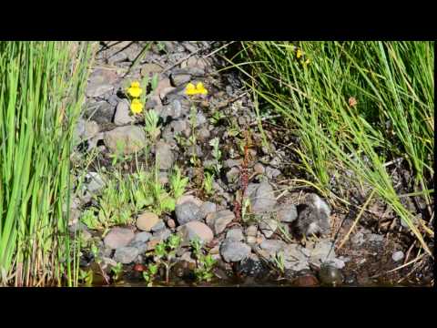 Spotted sandpiper - shake your tail feather!
