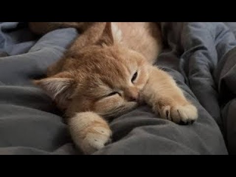 Cats in Their Silliest Moments �� | Animals | Funny cat #1