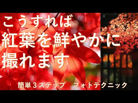 紅葉を上手に使おう トピックス